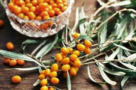 Natural Healing: Sea Buckthorn Benefits Image